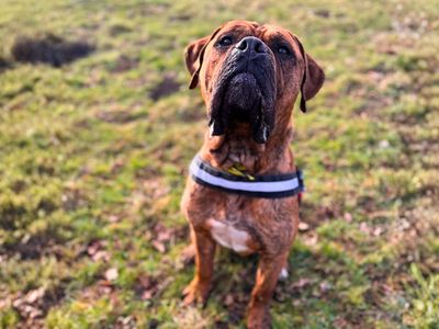 Lanky | Mastiff Cross | Manchester - 5