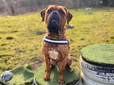 Lanky | Mastiff Cross | Manchester - 3
