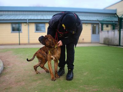 Lanky | Mastiff Cross | Manchester - 5