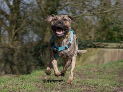 Polo | Spanish Mastiff | Kenilworth (West Midlands) - 3