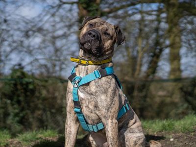 Polo | Spanish Mastiff | Kenilworth (West Midlands) - 5
