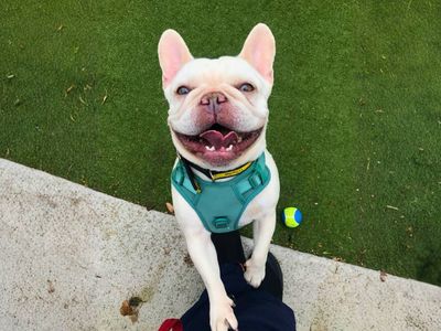 Honey, a 5 years old female French Bulldog available for adoption from Dogs Trust in Greater Manchester