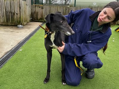 Marcy | Greyhound | Canterbury - 2