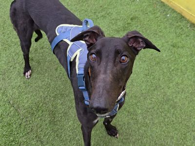 Layton Longlegs | Greyhound | West Calder (Edinburgh) - 5