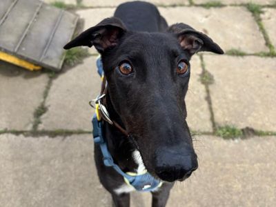 Layton Longlegs | Greyhound | West Calder (Edinburgh) - 3