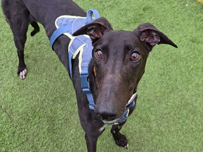 Layton Longlegs — Greyhound