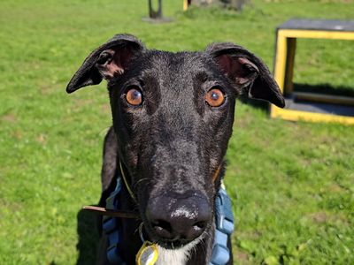 Layton Longlegs | Greyhound | West Calder (Edinburgh) - 5