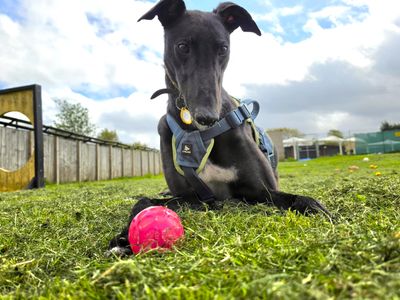 Layton Longlegs | Greyhound | West Calder (Edinburgh) - 3