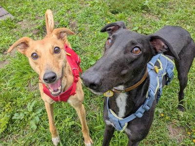 Layton Longlegs, a 5 years old male Greyhound available for adoption from Dogs Trust in Scotland