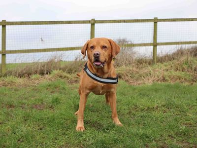 Otis | Retriever (Labrador) | Darlington - 2