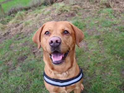 Otis | Retriever (Labrador) | Darlington - 3