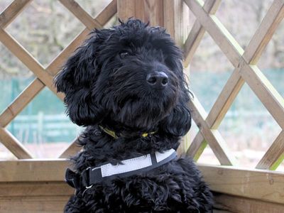 Sooty | Spaniel (Cocker) Cross | Merseyside (Liverpool) - 2
