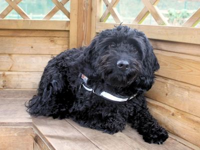 Sooty | Spaniel (Cocker) Cross | Merseyside (Liverpool) - 3