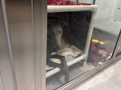 Ted | Greyhound | Basildon (Essex) - 5