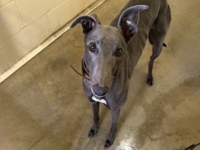 Ted | Greyhound | Basildon (Essex) - 3