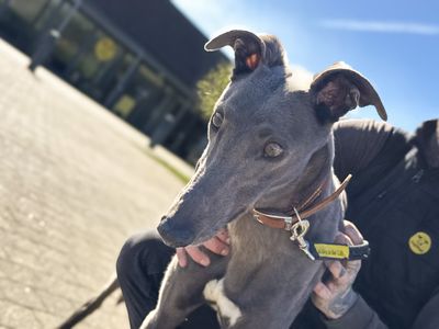 Ted | Greyhound | Basildon (Essex) - 5