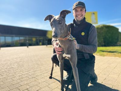 Ted | Greyhound | Basildon (Essex) - 5