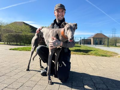 Ted | Greyhound | Basildon (Essex) - 3
