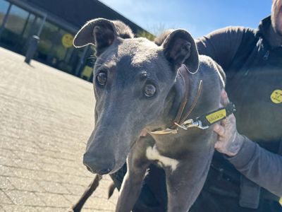 Ted | Greyhound | Basildon (Essex) - 3