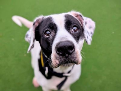 Popsy — Boxer Cross