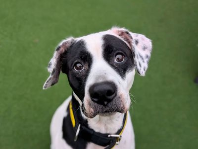 Popsy | Boxer Cross | Cardiff - 3