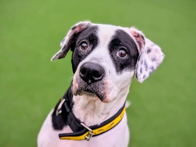 Popsy | Boxer Cross | Cardiff - 5