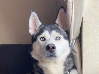 James | Siberian Husky | Bridgend (Wales) - 3
