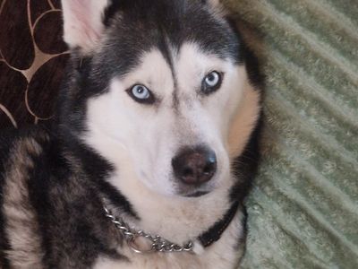 James, a 6 years old male Siberian Husky available for adoption from Dogs Trust in Wales