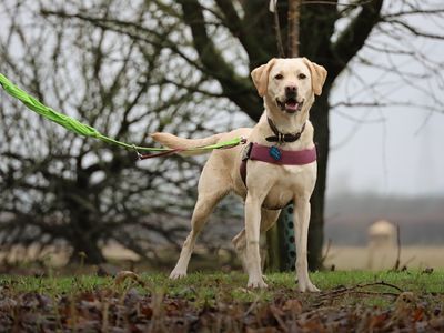 Skye | Retriever (Labrador) | Leeds - 2