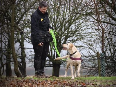 Skye | Retriever (Labrador) | Leeds - 3