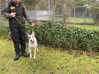 Rosey | Greyhound Cross | Cumbria - 2