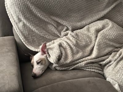 Rosey | Greyhound Cross | Cumbria - 3