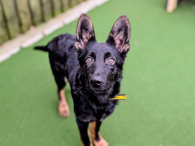 Hedgehog | German Shepherd Dog | Cardiff - 1