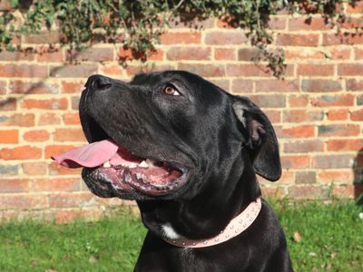 Ronnie | Italian Corso Dog | Harefield West London - 2