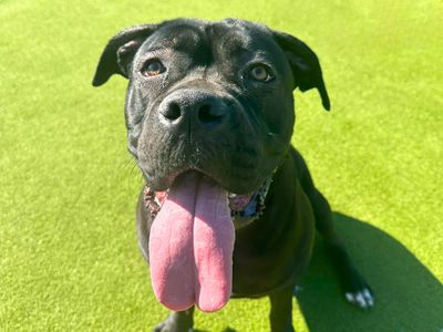 Ronnie | Italian Corso Dog | Harefield West London - 3