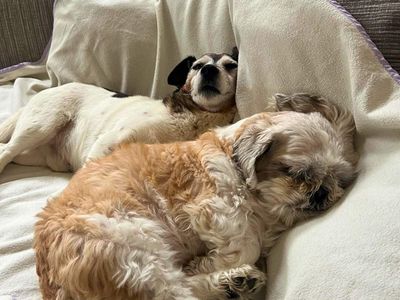 Milo | Shih Tzu | Manchester - 3