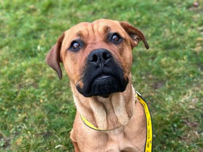 Donna | Mastiff | Basildon (Essex) - 1