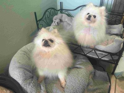 Tia | Pomeranian | Loughborough - 3