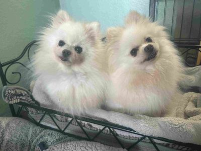 Lia | Pomeranian | Loughborough - 3