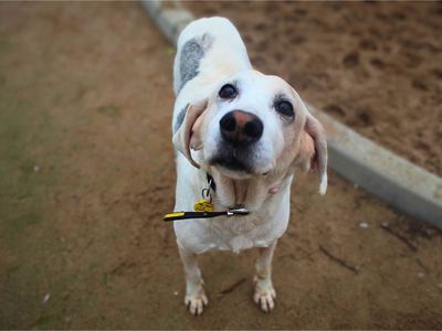 Hastings, a 12 years old male Foxhound available for adoption from Dogs Trust in Greater Manchester