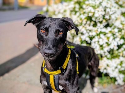 Silkie | Lurcher | Cardiff - 3