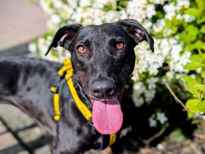 Silkie | Lurcher | Cardiff - 5