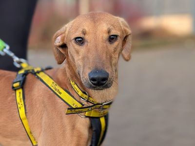 Ottie | Lurcher | Cardiff - 3