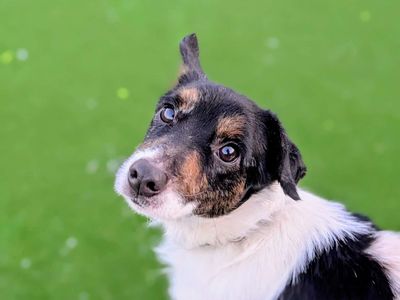 Scrappy, a 2 years old male Jack Russell Terrier available for adoption from Dogs Trust in Wales