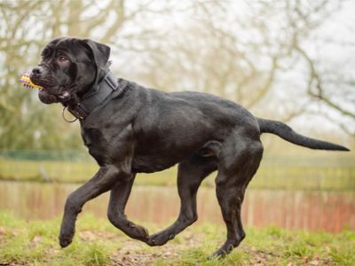 Atlas | Italian Corso Dog | Kenilworth (West Midlands) - 3