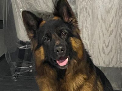 Koda | German Shepherd Dog | Basildon (Essex) - 3