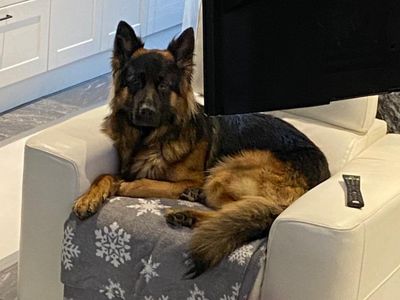 Koda | German Shepherd Dog | Basildon (Essex) - 5