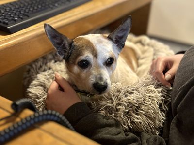 Brian | Terrier (Jack Russell) | Shoreham (Sussex) - 3