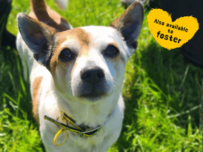 Brian — Terrier (Jack Russell)