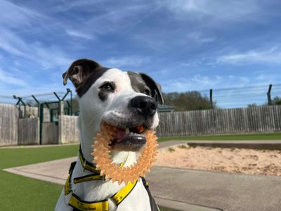 Jester | Terrier (Staffordshire Bull) Cross | Evesham (Worcestershire) - 3